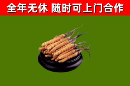 兰西烟酒回收冬虫夏草.jpg